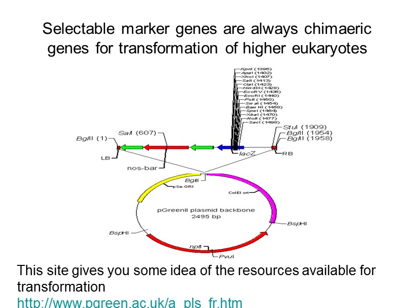 Selectable marker genes are always chimaeric genes for transformation of higher eukaryotes This site